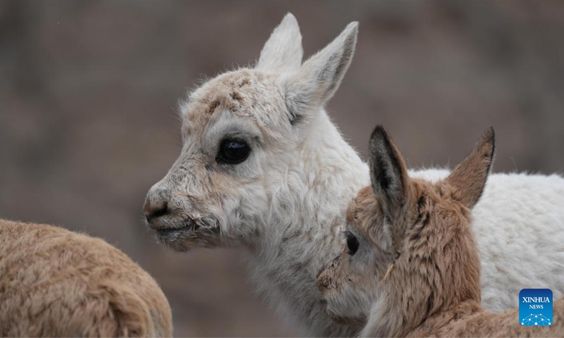 This photo taken on July 13, 2024 shows a white Tibetan antelope cub found in Nyima County of Nagqu City, southwest China's Xizang Autonomous Region. 