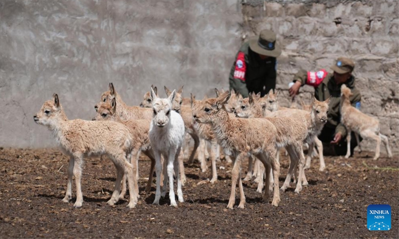 This photo taken on July 13, 2024 shows rescued Tibetan antelope cubs in Nyima County of Nagqu City, southwest China's Xizang Autonomous Region.