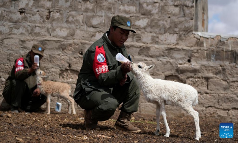 A ranger feeds a white Tibetan antelope cub found in Nyima County of Nagqu City, southwest China's Xizang Autonomous Region, July 13, 2024.