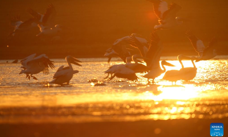 Birds are seen at sunset on Mogan lake in Ankara, Türkiye, July 13, 2024. (Mustafa Kaya/Handout via Xinhua)