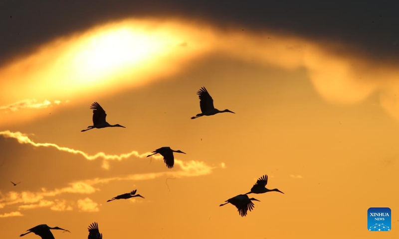 Birds fly at sunset over Mogan lake in Ankara, Türkiye, July 13, 2024. (Mustafa Kaya/Handout via Xinhua)