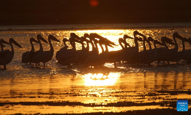 Birds are seen at sunset on Mogan lake in Ankara, Türkiye, July 13, 2024. (Mustafa Kaya/Handout via Xinhua)