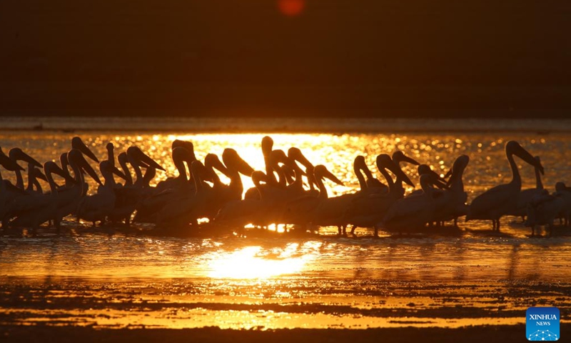 Birds are seen at sunset on Mogan lake in Ankara, Türkiye, July 13, 2024. (Mustafa Kaya/Handout via Xinhua)