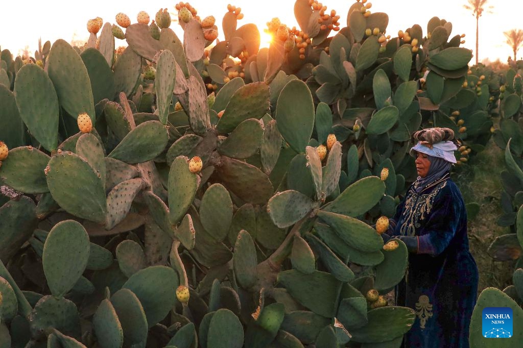 A farmer picks prickly pears at a farm in the village of Mit Kanana, Qalyubia Governorate, Egypt, on July 15, 2024. (Photo: Xinhua)