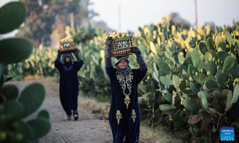 Farmers carry prickly pears at a farm in the village of Mit Kanana, Qalyubia Governorate, Egypt, on July 15, 2024. (Photo: Xinhua)