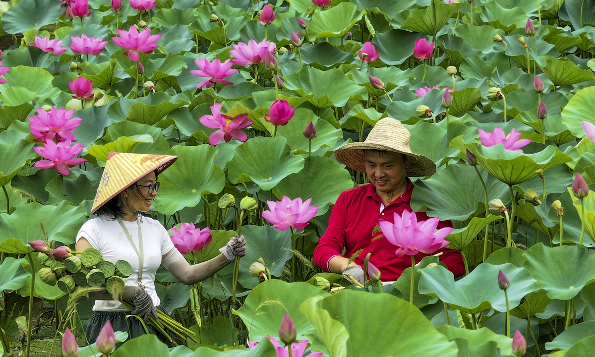 Local villagers busy picking lotus seedpods in East China's Jiangsu Province on July 17, 2024. Photo: VCG