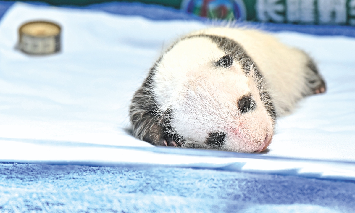 A female panda cub born on June 18 celebrates the first month of its birth at a wildlife park in Guangzhou, South China's Guangdong Province, on July 18, 2024. The 1-month-old cub was born to Mengmeng, the eldest of the world's only giant panda triplets, and has grown from 178 grams to 1,230 grams in a month. Photo: VCG