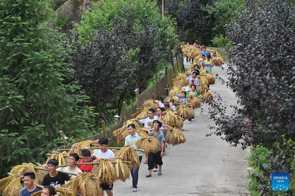 Villagers carry crop bundles to attend a feast celebrating the first month of a newborn baby in Wuying Village on the border between south China's Guangxi Zhuang Autonomous Region and southwest China's Guizhou Province, July 13, 2024. Wuying Village, spanning a history of over 200 years, is a Miao ethnic group hamlet that nestles snugly in the towering mountains stretching across the border between Guangxi and Guizhou. (Photo: Xinhua)