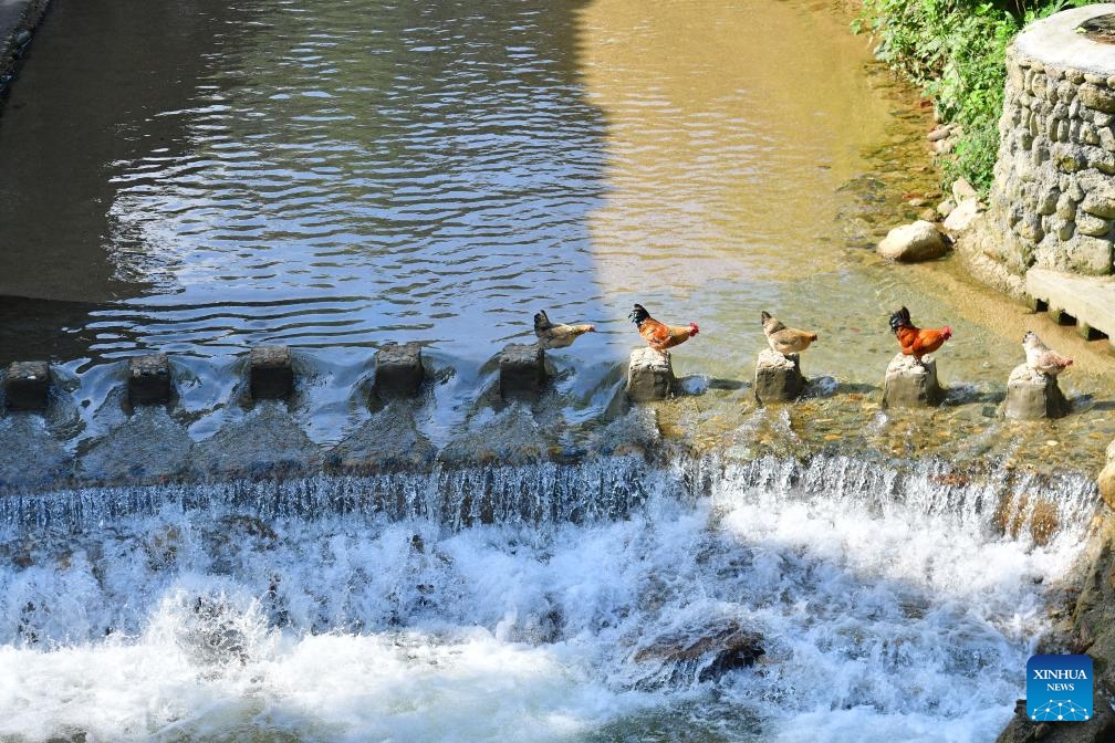 Chickens cross a river in Wuying Village on the border between south China's Guangxi Zhuang Autonomous Region and southwest China's Guizhou Province, Aug. 21, 2021. Wuying Village, spanning a history of over 200 years, is a Miao ethnic group hamlet that nestles snugly in the towering mountains stretching across the border between Guangxi and Guizhou. (Photo: Xinhua)