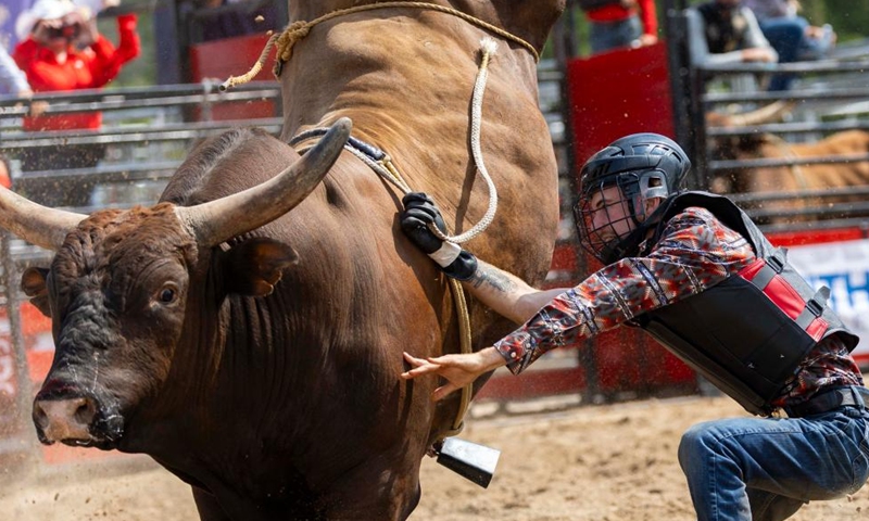 A cowboy falls in the bull riding event at the 2024 RAM Rodeo Tour in Erin, Ontario, Canada, on July 21, 2024. (Photo by Zou Zheng/Xinhua)