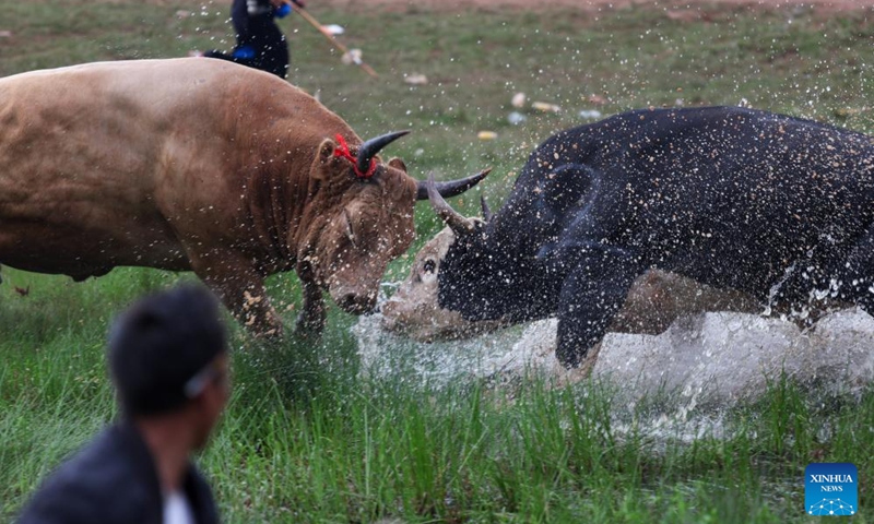 Bulls fight during a torch festival in Eliping Township, Butuo County, southwest China's Sichuan Province, July 21, 2024. As a traditional event, the bullfight is a major and most popular competition during the torch festival. (Photo: Xinhua)