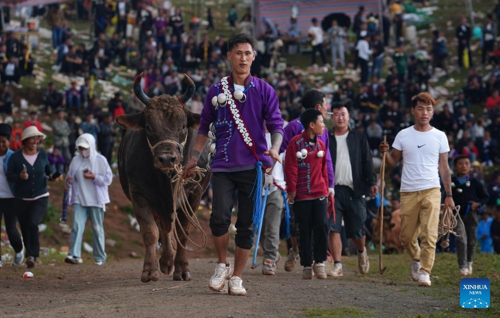 A man leads a winning bull to leave during a torch festival in Eliping Township, Butuo County, southwest China's Sichuan Province, July 21, 2024. As a traditional event, the bullfight is a major and most popular competition during the torch festival. (Photo: Xinhua)