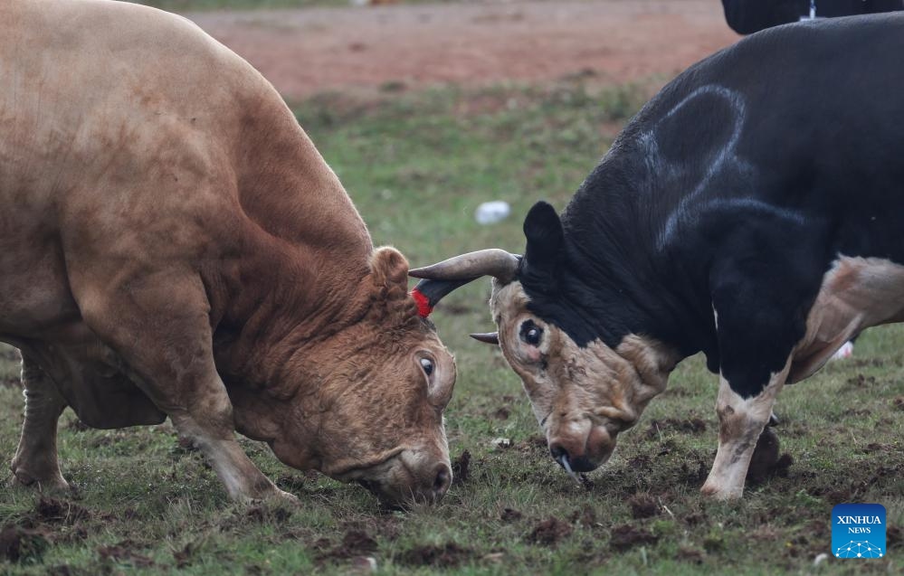 Bulls fight during a torch festival in Eliping Township, Butuo County, southwest China's Sichuan Province, July 21, 2024. As a traditional event, the bullfight is a major and most popular competition during the torch festival (Photo: Xinhua)