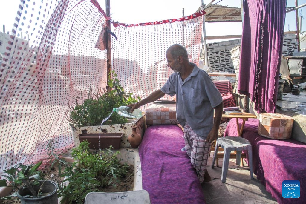 A Palestinian man who returned home waters plants at a temporary tent over the rubble of a destroyed house in Beit Lahia town in northern Gaza on July 21, 2024. (Photo: Xinhua)