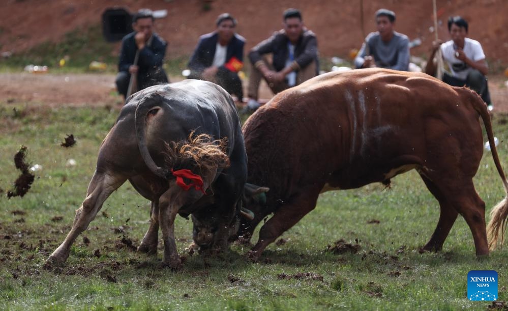 Bulls fight during a torch festival in Eliping Township, Butuo County, southwest China's Sichuan Province, July 21, 2024. As a traditional event, the bullfight is a major and most popular competition during the torch festival (Photo: Xinhua)