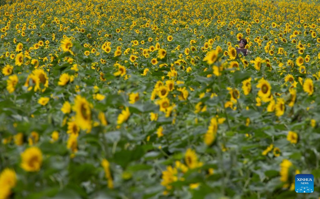 A woman visits the 20th Taebaek Sunflower festival in Taebaek-city, Gangwon-do province, South Korea, July 23, 2024. The festival runs from July 19 to August 15. (Photo: Xinhua)