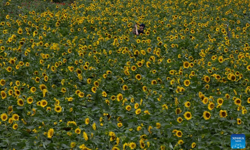 A man takes photo at the 20th Taebaek Sunflower festival in Taebaek-city, Gangwon-do province, South Korea, July 23, 2024. The festival runs from July 19 to August 15. (Photo: Xinhua)