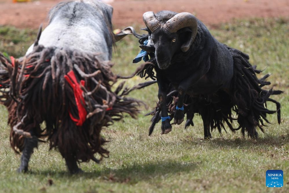 Sheep fight during a torch festival in Eliping Township, Butuo County, southwest China's Sichuan Province, July 21, 2024. From July 21 to 23, a traditional torch festival of Yi ethnic group was held in Butuo County. People participated in various folk sports events such as horse racing, sheepfighting, bullfighting and wrestling during the festival. (Photo: Xinhua)