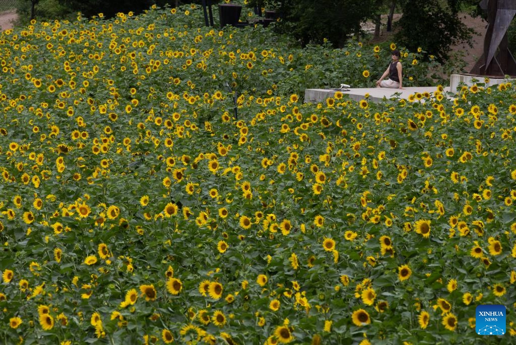 A woman visits the 20th Taebaek Sunflower festival in Taebaek-city, Gangwon-do province, South Korea, July 23, 2024. The festival runs from July 19 to August 15. (Photo: Xinhua)