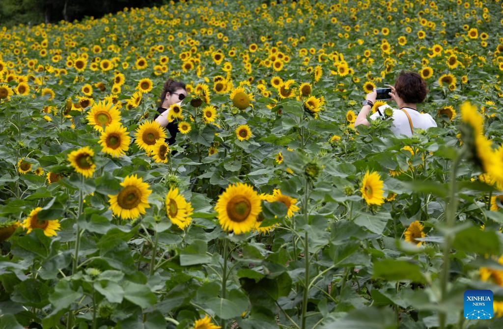 A woman poses for photos at the 20th Taebaek Sunflower festival in Taebaek-city, Gangwon-do province, South Korea, July 23, 2024. The festival runs from July 19 to August 15. (Photo: Xinhua)