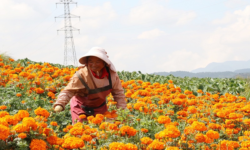 Villagers harvest marigolds in Southwest China's Yunnan Province, on July 24, 2024. Photo: VCG