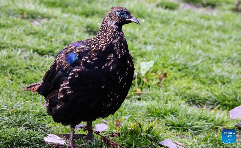 A male Himalayan monal is pictured in Lhozhag County, Shannan City, southwest China's Xizang Autonomous Region, July 23, 2024. A growing number of Himalayan monals and Himalayan gorals have been found foraging in the county. Thanks to steady efforts of the authorities, locals are also building a keener awareness for ecological protection. (Photo: Xinhua)