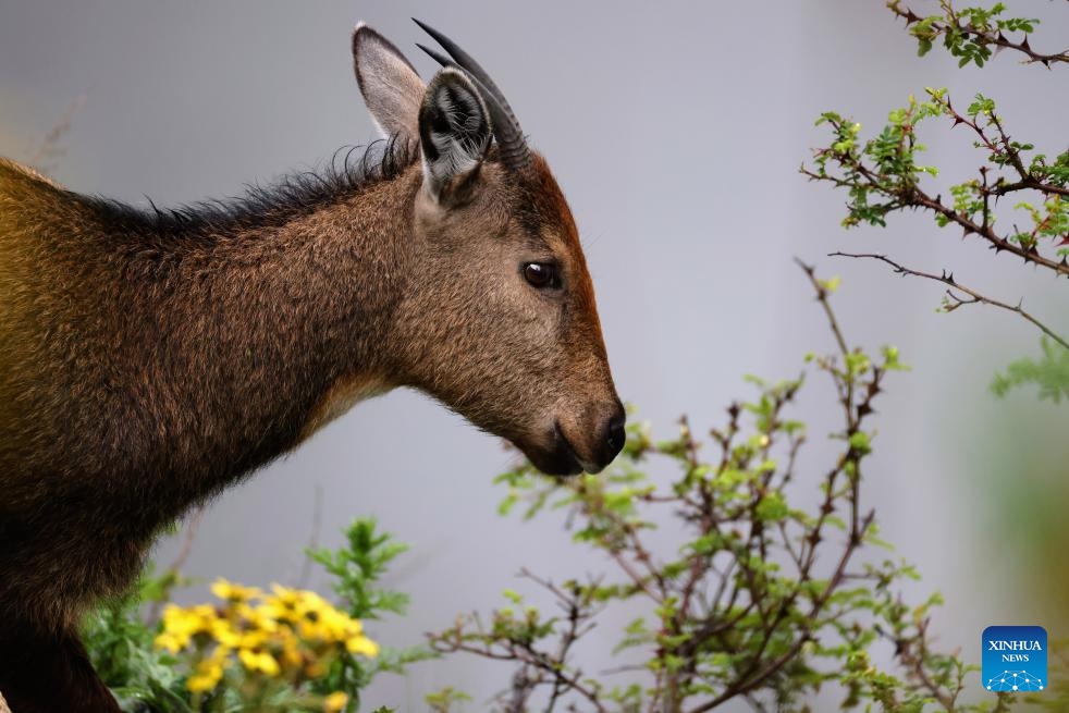 A female Himalayan goral is pictured in Lhozhag County, Shannan City, southwest China's Xizang Autonomous Region, July 23, 2024. A growing number of Himalayan monals and Himalayan gorals have been found foraging in the county. Thanks to steady efforts of the authorities, locals are also building a keener awareness for ecological protection. (Photo: Xinhua)