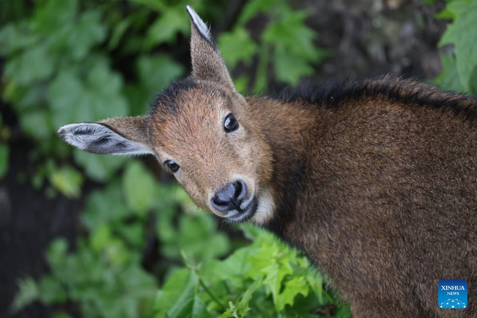 A Himalayan goral cub is pictured in Lhozhag County, Shannan City, southwest China's Xizang Autonomous Region, July 23, 2024. A growing number of Himalayan monals and Himalayan gorals have been found foraging in the county. Thanks to steady efforts of the authorities, locals are also building a keener awareness for ecological protection. (Photo: Xinhua)