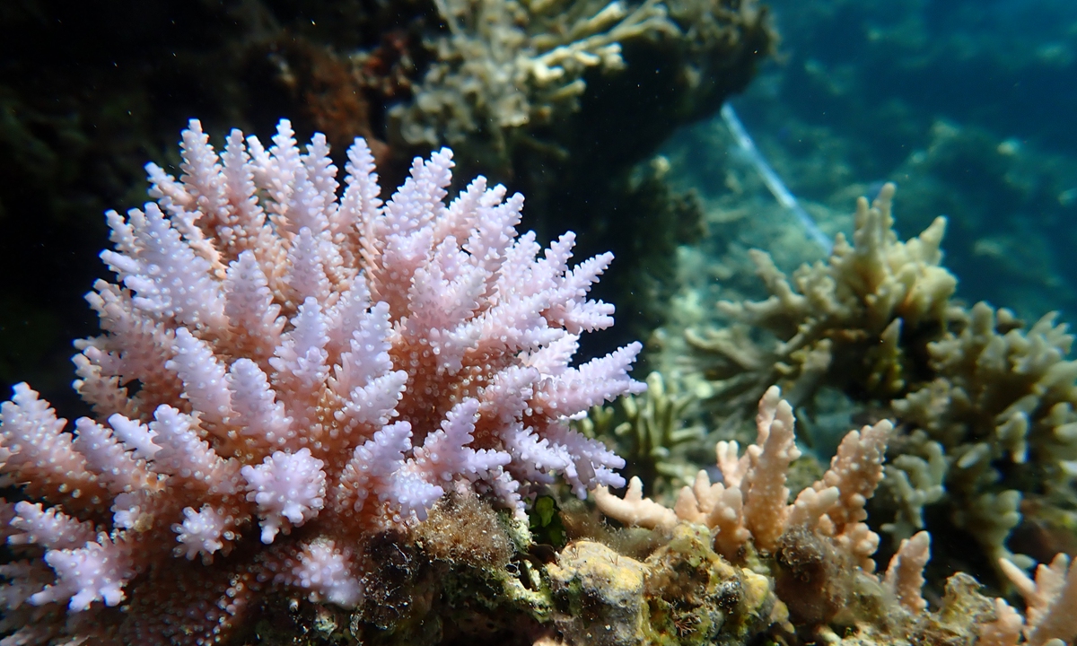 
Healthy growing coral reefs in the lagoon of Huangyan Island Photo: Courtesy of South China Institute of Environmental Sciences under China Ministry of Ecology and Environment