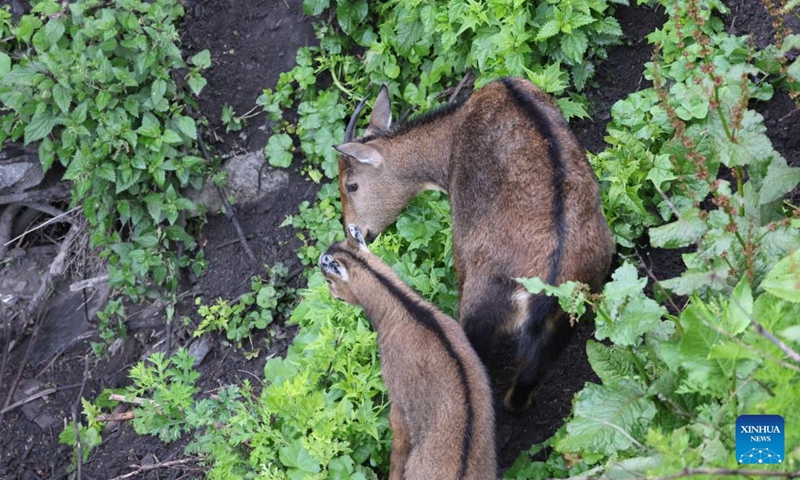 A female Himalayan goral and her cub are seen foraging in Lhozhag County, Shannan City, southwest China's Xizang Autonomous Region, July 23, 2024. A growing number of Himalayan monals and Himalayan gorals have been found foraging in the county. Thanks to steady efforts of the authorities, locals are also building a keener awareness for ecological protection. (Photo: Xinhua)