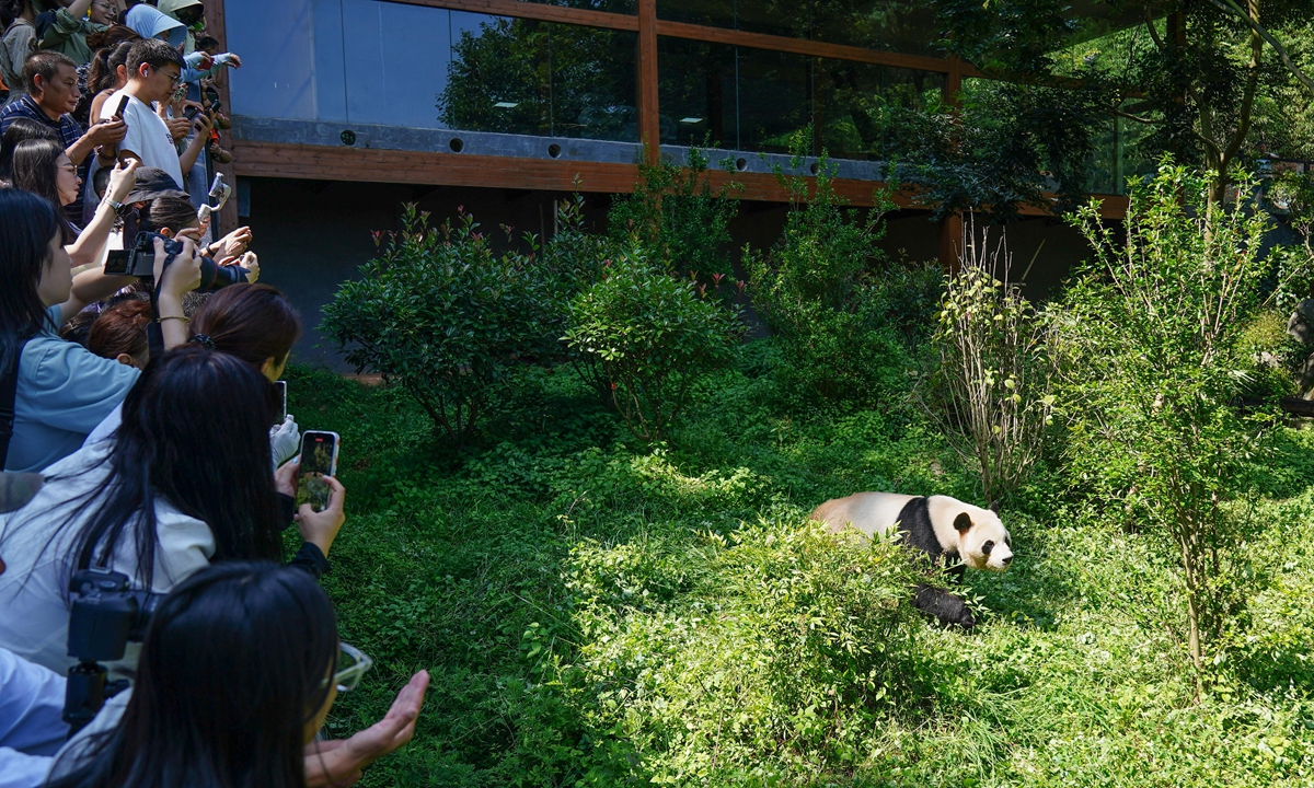 Tourists take photos of giant panda Mao Zhu at the Yunnan Wildlife Park, Kunming, southwest China's Yunnan Province on July 26, 2024. The panda turned 10 years old on the day. Photo: VCG