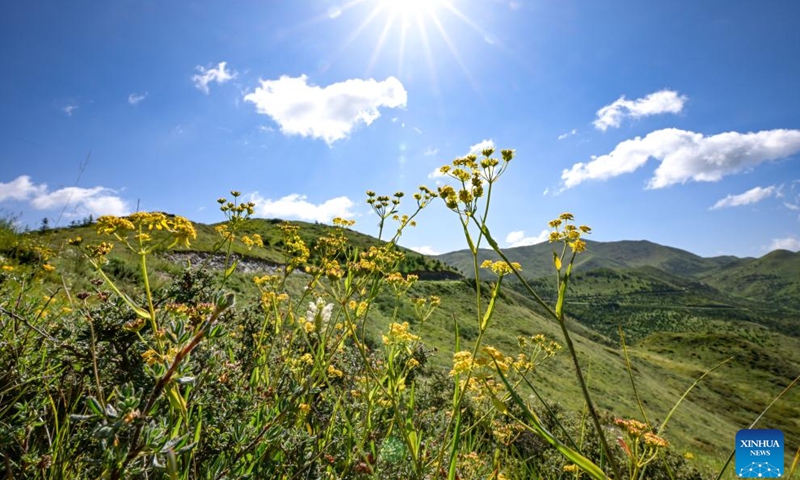 This photo taken on July 25, 2024 shows blooming flowers on the Nanhua Mountain in Haiyuan County of Zhongwei, northwest China's Ningxia Hui Autonomous Region. With years of ecological restoration efforts, Nanhua Mountain has a forest coverage rate of about 30.7 percent and the vegetation coverage of over 95 percent. (Photo: Xinhua)