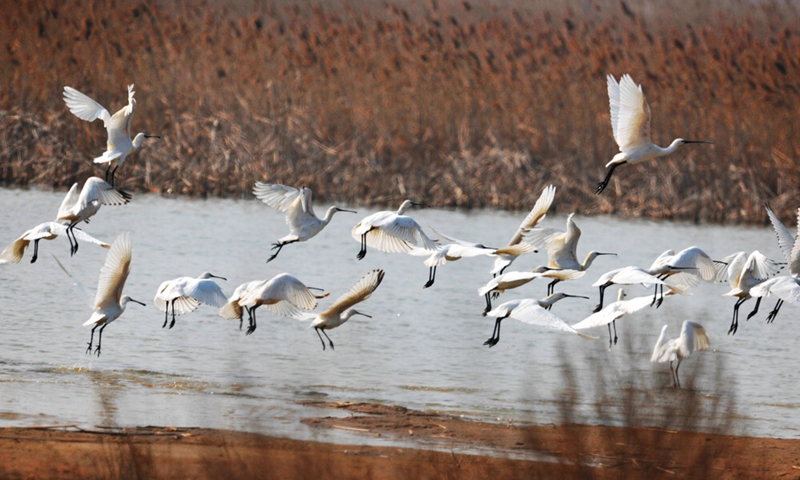 Migratory birds seen at the sanctuaries Photo: Courtesy of Yancheng Broadcasting Television