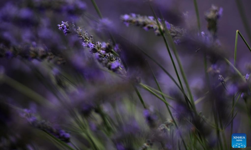 This photo shows lavender blossoms at a lavender field in Huocheng County, northwest China's Xinjiang Uygur Autonomous Region, July 26, 2024. Lavender was introduced in Huocheng County more than half century ago from France. Sharing many similarities with Provence in France as latitude, meteorological and soil conditions, Huocheng become the largest lavender production base in China and the third largest in the world, following Provence and Japan's Furano. Photo: Xinhua