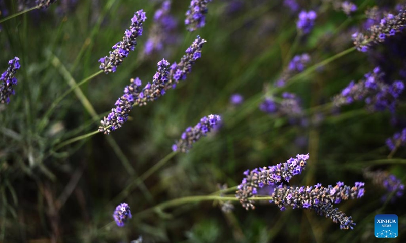 This photo shows lavender blossoms at a lavender field in Huocheng County, northwest China's Xinjiang Uygur Autonomous Region, July 26, 2024. Lavender was introduced in Huocheng County more than half century ago from France. Sharing many similarities with Provence in France as latitude, meteorological and soil conditions, Huocheng become the largest lavender production base in China and the third largest in the world, following Provence and Japan's Furano. Photo: Xinhua