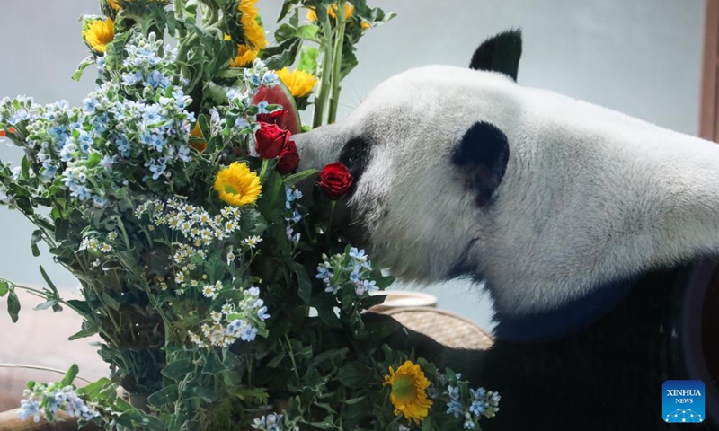 Giant panda Hexing has fun at the Xining Panda House in Xining, northwest China's Qinghai Province, July 28, 2024. A special event was held on Sunday to celebrate the birthdays of giant pandas Shuangxin and Hexing at the Xining Panda House. Photo: Xinhua