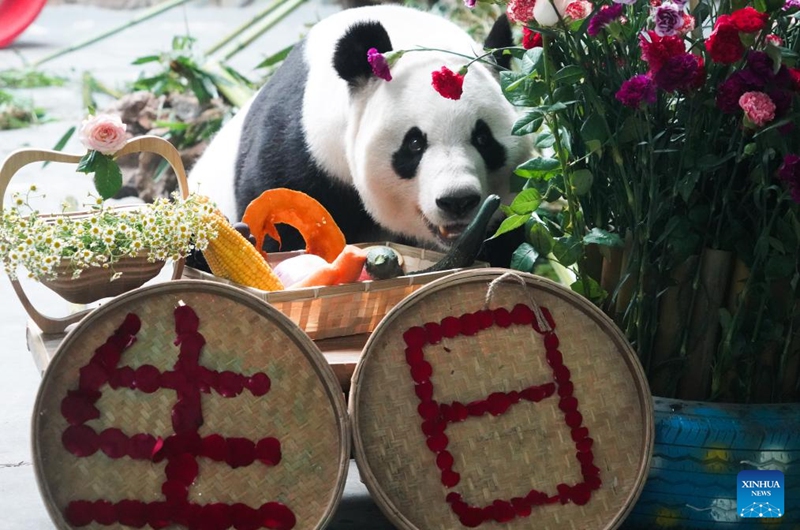 Giant panda Shuangxin enjoys a meal at the Xining Panda House in Xining, northwest China's Qinghai Province, July 28, 2024. A special event was held on Sunday to celebrate the birthdays of giant pandas Shuangxin and Hexing at the Xining Panda House. Photo: Xinhua