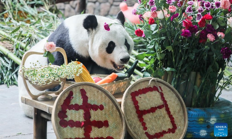 Giant panda Shuangxin enjoys a meal at the Xining Panda House in Xining, northwest China's Qinghai Province, July 28, 2024. A special event was held on Sunday to celebrate the birthdays of giant pandas Shuangxin and Hexing at the Xining Panda House. Photo: Xinhua