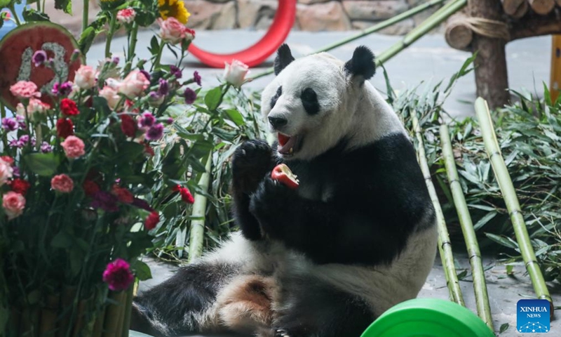 Giant panda Shuangxin enjoys a meal at the Xining Panda House in Xining, northwest China's Qinghai Province, July 28, 2024. A special event was held on Sunday to celebrate the birthdays of giant pandas Shuangxin and Hexing at the Xining Panda House. Photo: Xinhua