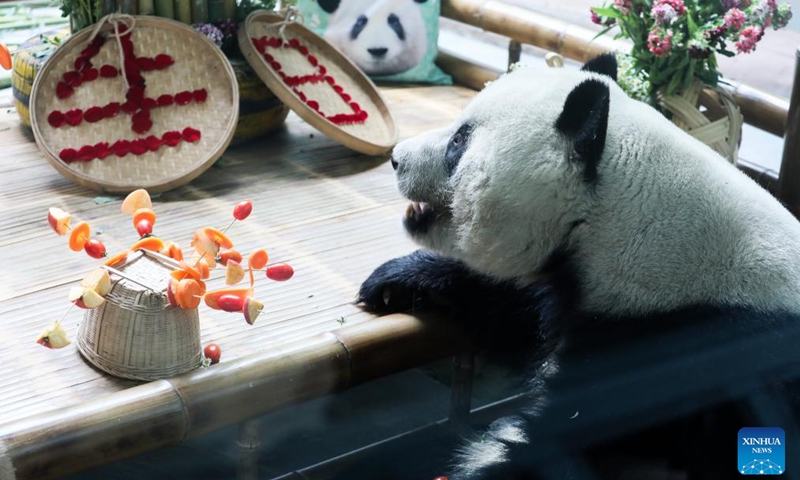 Giant panda Hexing has fun at the Xining Panda House in Xining, northwest China's Qinghai Province, July 28, 2024. A special event was held on Sunday to celebrate the birthdays of giant pandas Shuangxin and Hexing at the Xining Panda House. Photo: Xinhua