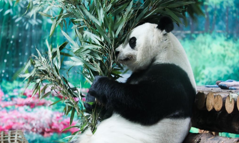 Giant panda Shuangxin eats bamboo at the Xining Panda House in Xining, northwest China's Qinghai Province, July 28, 2024. A special event was held on Sunday to celebrate the birthdays of giant pandas Shuangxin and Hexing at the Xining Panda House. Photo: Xinhua