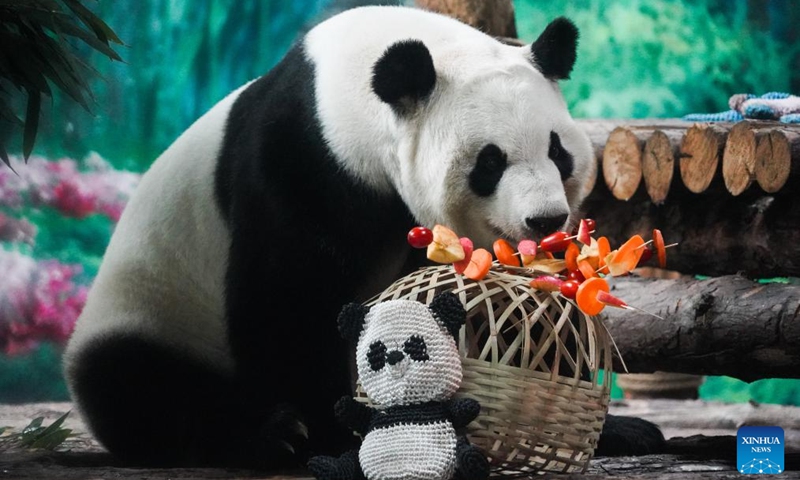 Giant panda Shuangxin enjoys a meal at the Xining Panda House in Xining, northwest China's Qinghai Province, July 28, 2024. A special event was held on Sunday to celebrate the birthdays of giant pandas Shuangxin and Hexing at the Xining Panda House. Photo: Xinhua