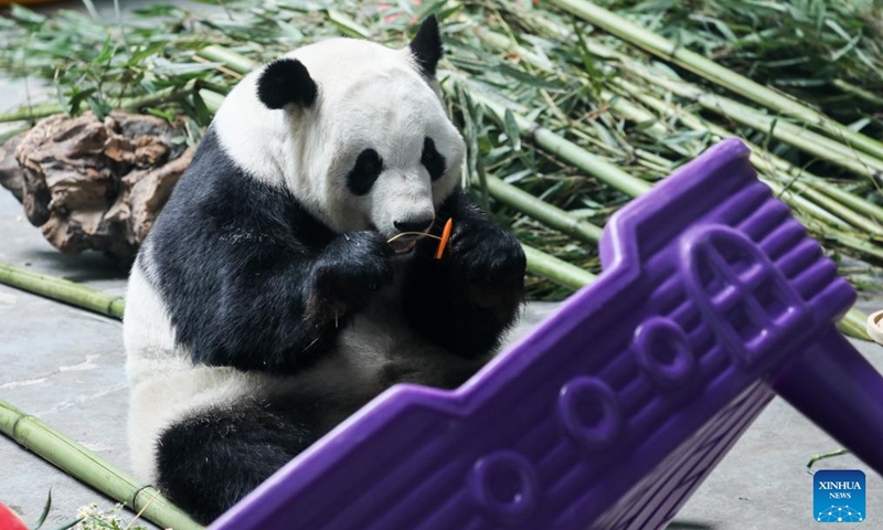 Giant panda Shuangxin enjoys a meal at the Xining Panda House in Xining, northwest China's Qinghai Province, July 28, 2024. A special event was held on Sunday to celebrate the birthdays of giant pandas Shuangxin and Hexing at the Xining Panda House. Photo: Xinhua