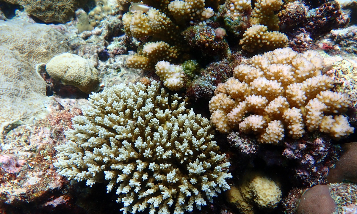 Coral reefs growing on the outer reef slope of Huangyan Island Photo: Courtesy of South China Institute of Environmental Sciences under China Ministry of Ecology and Environment