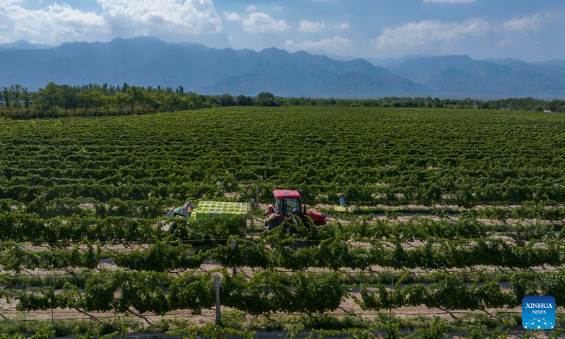 In this aerial drone photo, workers harvest white wine grapes in a vineyard at the eastern foot of Helan Mountain, northwest China's Ningxia Hui Autonomous Region, Aug. 12, 2024. The white wine grape harvest season here has started from the beginning of August. (Photo: Xinhua)