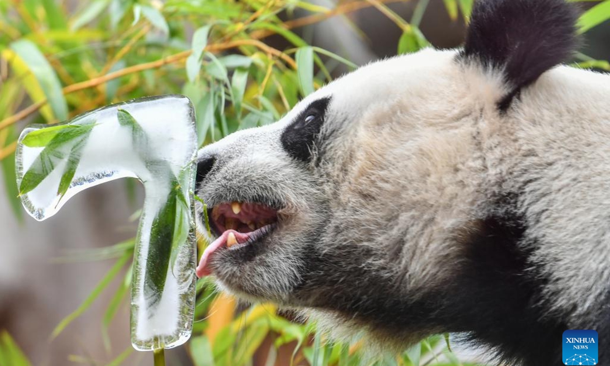 Giant panda Dingding is pictured during her birthday celebration at the Moscow Zoo in Moscow, capital of Russia, July 30, 2024. Dingding enjoyed her birthday celebration in Russia on Tuesday. She was born on July 30, 2017 at the Shenshuping giant panda base of China's Wolong National Nature Reserve, and arrived in Moscow in April 2019 from China's southwest Sichuan Province with another giant panda Ruyi.  (Photo: Xinhua)