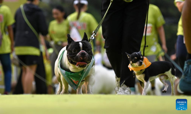 Dogs and their owners attend Bark Day Fun Run at Senayan Park in Jakarta, Indonesia, on Aug. 11, 2024. This event aims to call for more attention to the welfare of dogs and stop the dog meat trade. (Photo: Xinhua)