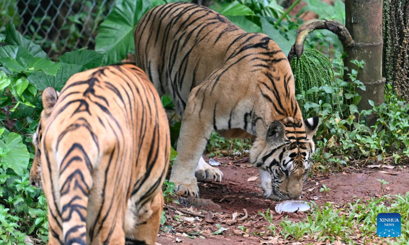 Tigers lick the ice at Hainan Tropical Wildlife Park and Botanical Garden in Haikou, south China's Hainan Province, June 23, 2024. As heat waves hit Hainan Province, Hainan Tropical Wildlife Park and Botanical Garden provides animals with fruits, ice, showers to help them stay cool in summer. (Photo: Xinhua)