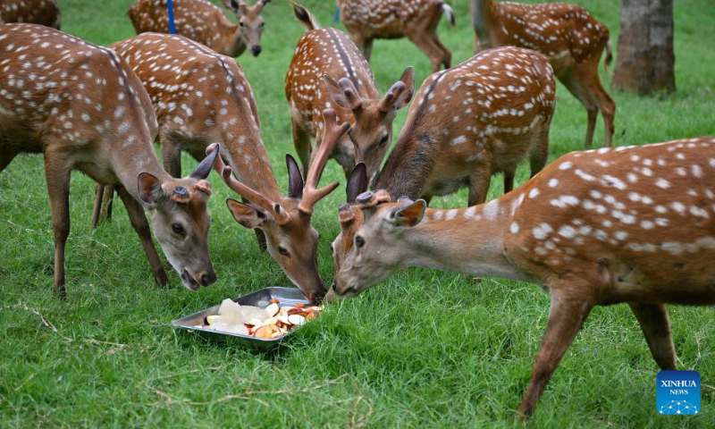 Sika deer enjoy chilled fruits and vegetables at Hainan Tropical Wildlife Park and Botanical Garden in Haikou, south China's Hainan Province, June 23, 2024. As heat waves hit Hainan Province, Hainan Tropical Wildlife Park and Botanical Garden provides animals with fruits, ice, showers to help them stay cool in summer. (Photo: Xinhua)