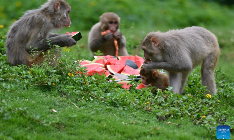 Monkeys enjoy the watermelon at Hainan Tropical Wildlife Park and Botanical Garden in Haikou, south China's Hainan Province, June 23, 2024. As heat waves hit Hainan Province, Hainan Tropical Wildlife Park and Botanical Garden provides animals with fruits, ice, showers to help them stay cool in summer. (Photo: Xinhua)